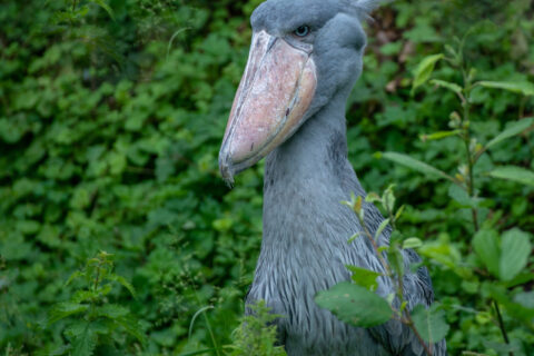 Selective focus shot of a shoebill stork surrounded by greenery