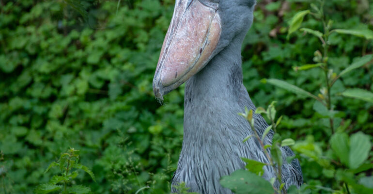 Selective focus shot of a shoebill stork surrounded by greenery